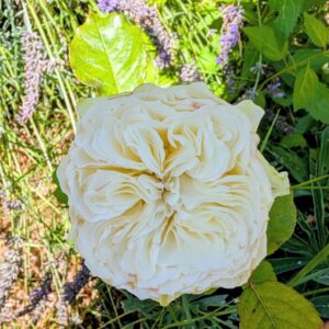 Tra garden rose, cream bloom with lavender