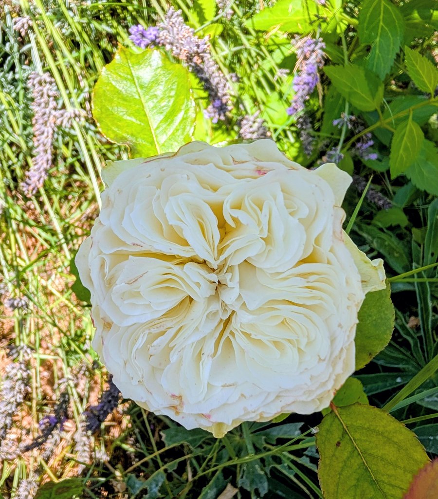 Tra garden rose, cream bloom with lavender