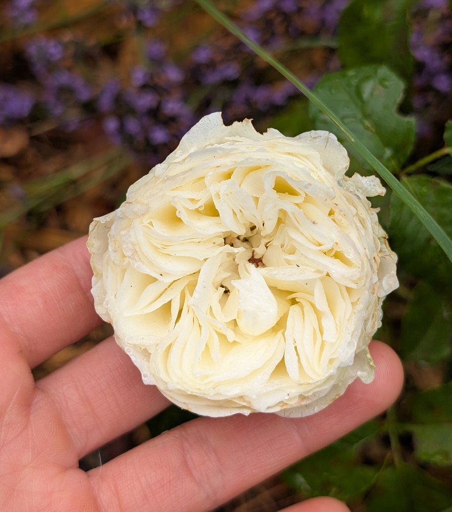 Leonora garden rose, cream bloom