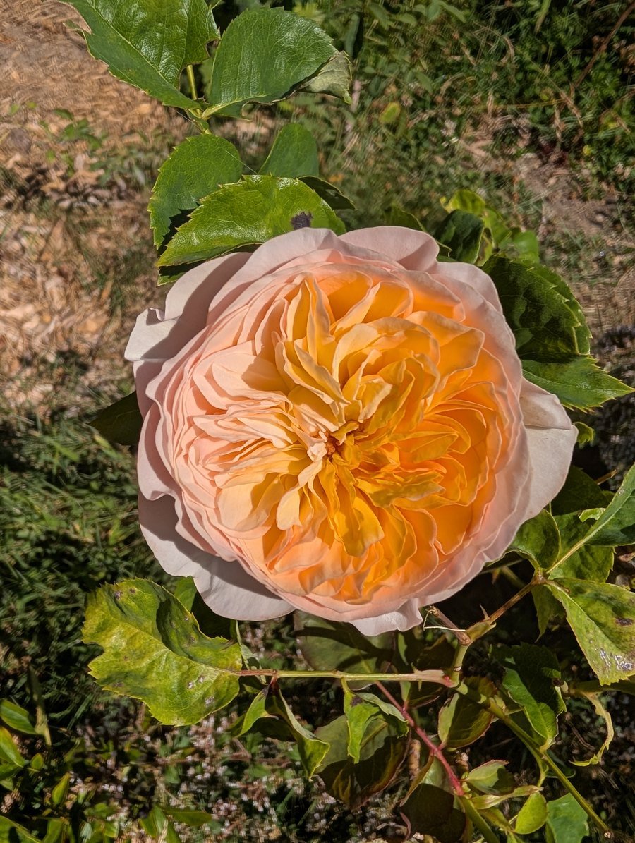 Juliet garden rose, apricot bloom on the bush