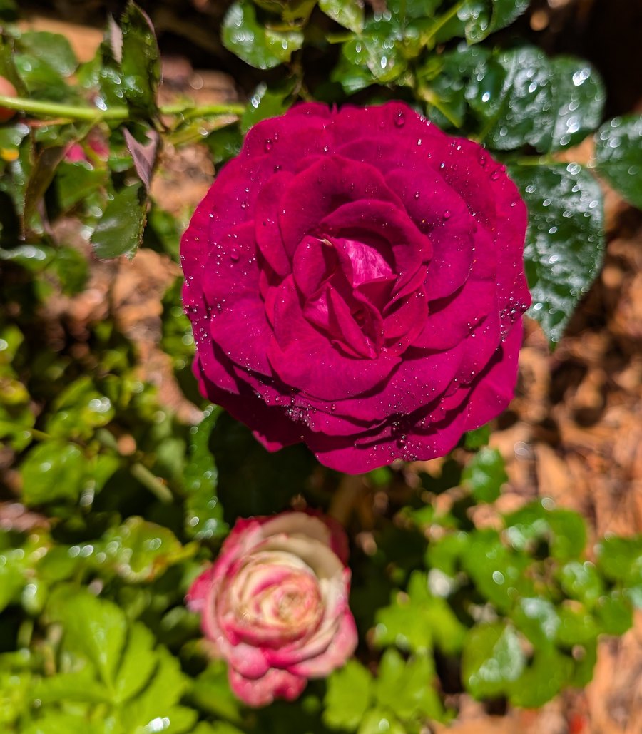 Sti rose, deep magenta bloom