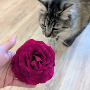 Sti rose, deep magenta bloom