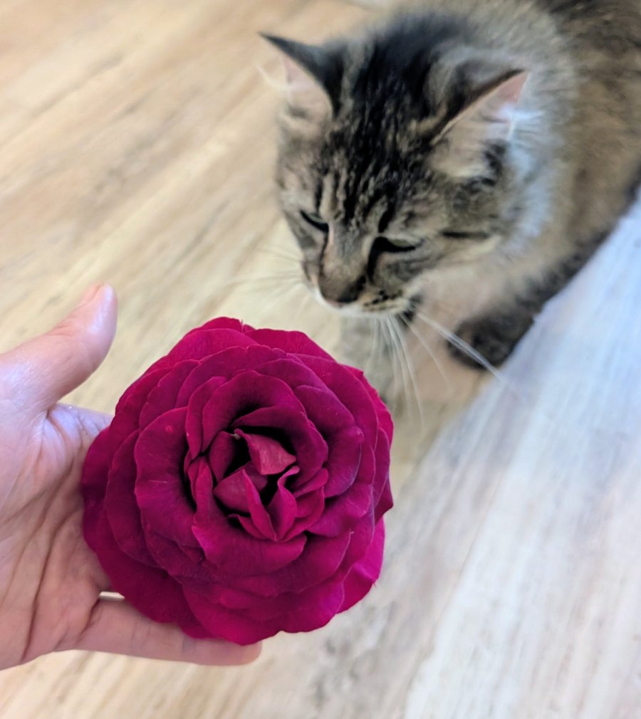 Sti rose, deep magenta bloom