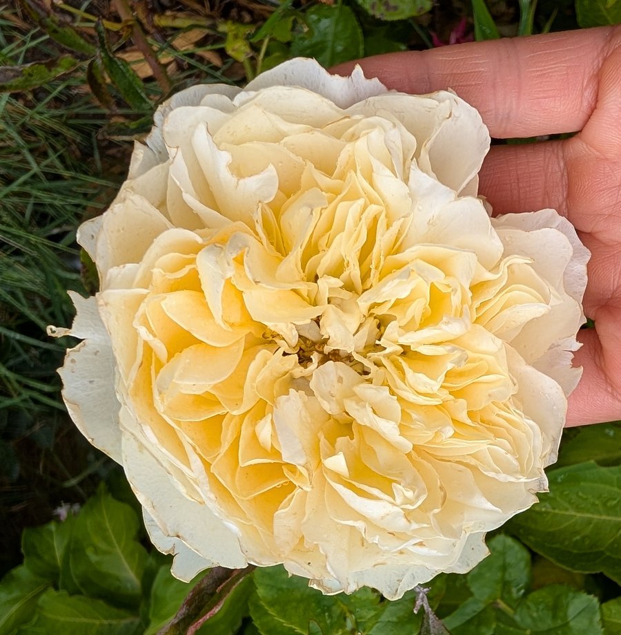 Patience garden rose, buttery pale yellow bloom held in hand