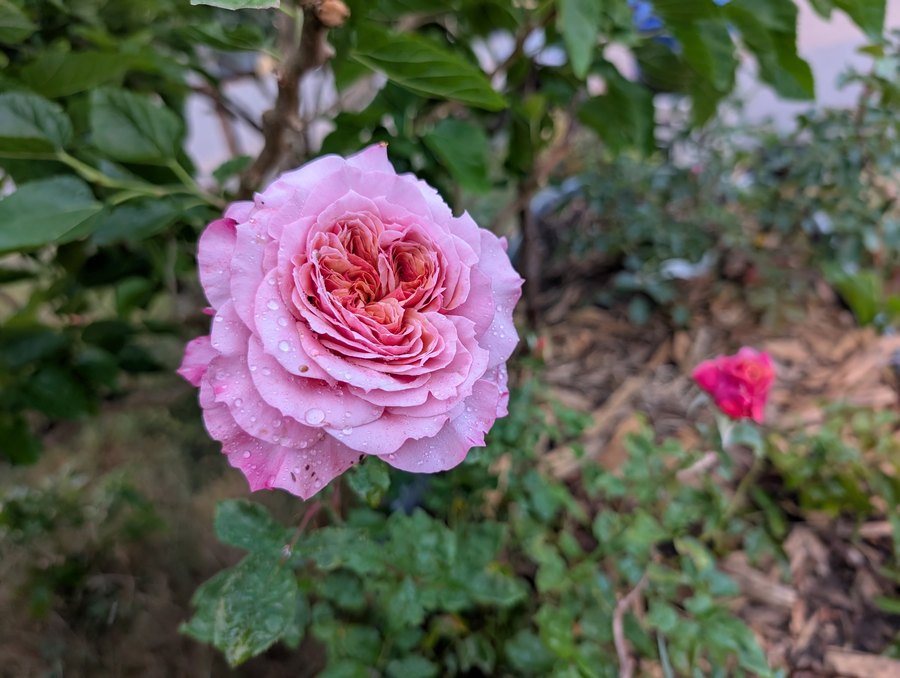 Miyabi Japanese garden rose, ruffled pink bloom