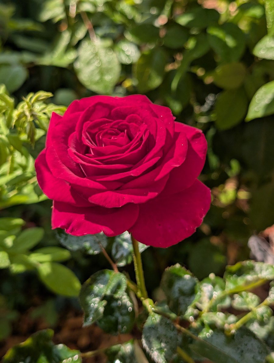 Sti garden rose, deep red bloom on a single stem