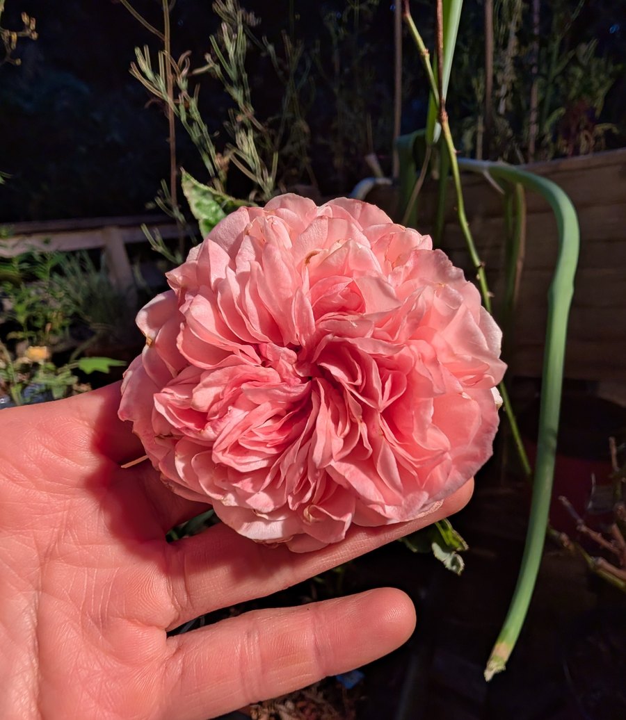 Romeo rose, soft coral-pink ruffled bloom held in hand