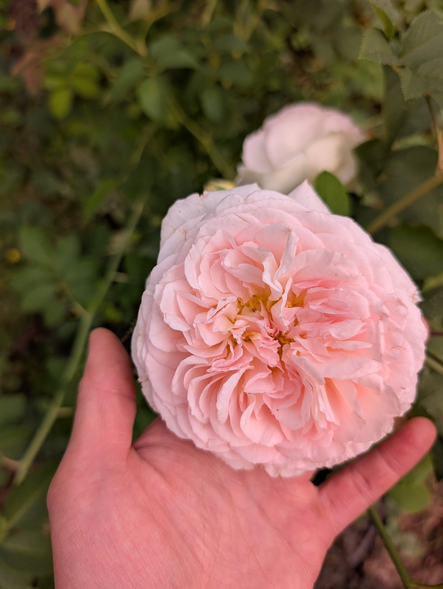 Wil Mor garden rose, blush bloom with a cream centre