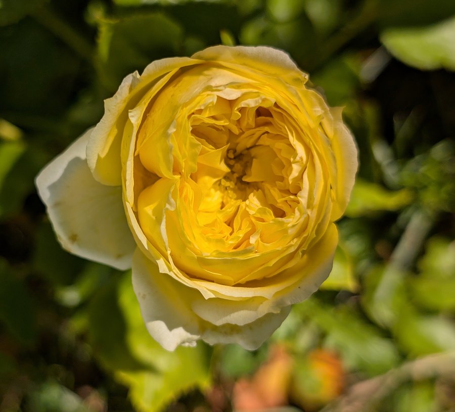 Catalina garden rose, yellow bloom