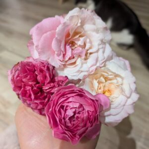 Bel Blu garden rose, blush bloom in a mixed bouquet