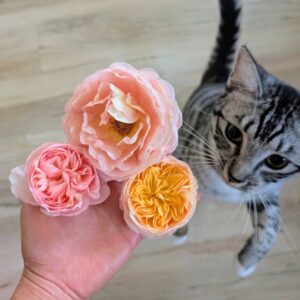 Juliet garden rose in apricot beside blush and deep pink English roses