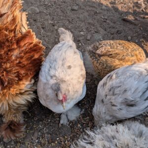 A splash bantam silkie mix pullet, white with black streaking, foraging with the flock