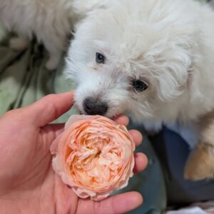 Sweet Harper rose, coral and peach bloom