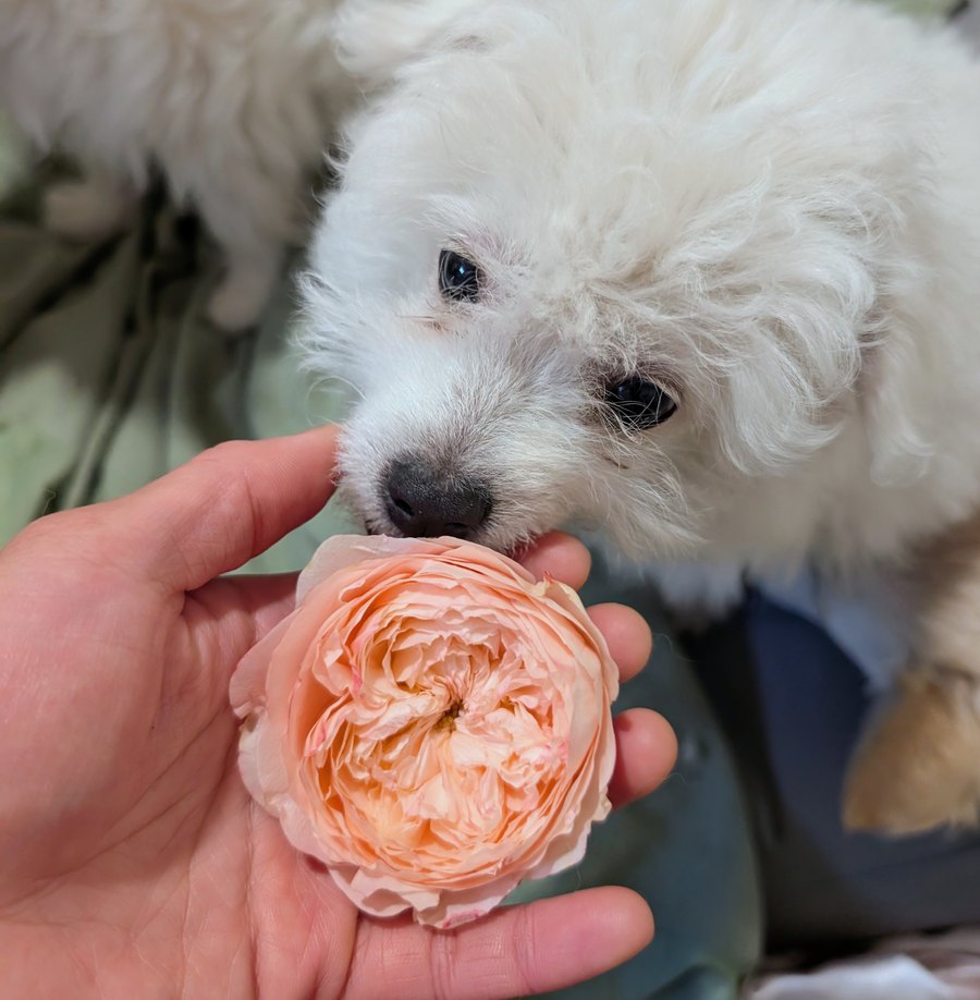 Sweet Harper rose, coral and peach bloom