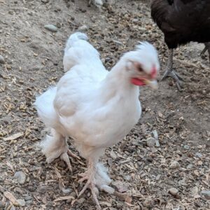 A white bantam silkie mix pullet with satin feathers and a small crest