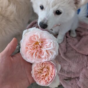 Wil Mor garden rose, blush bloom with a cream centre
