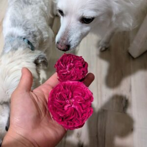 Yve Can rose, deep red blooms with a white dog
