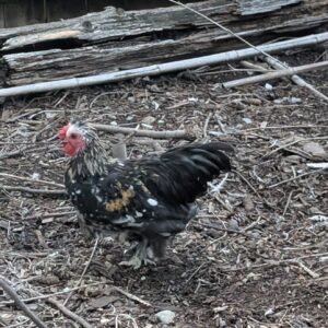 Free black mottled bantam rooster for a good home