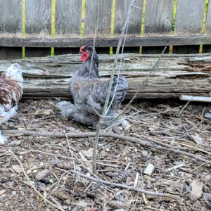 Free blue bantam rooster for a good home