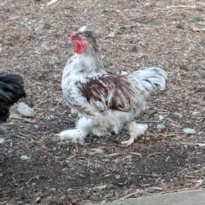 Free red and white mottled bantam rooster for a good home