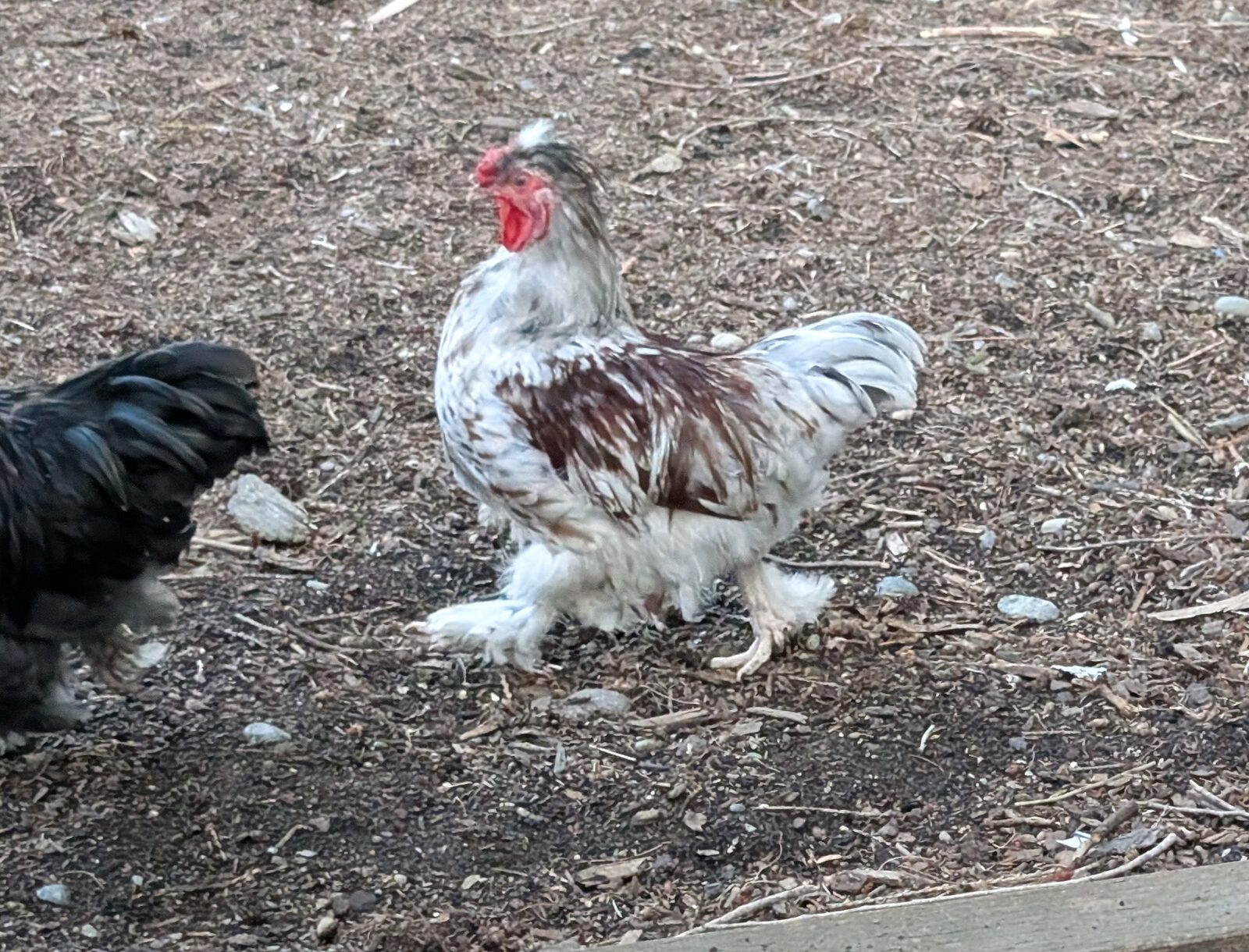 Free red and white mottled bantam rooster for a good home