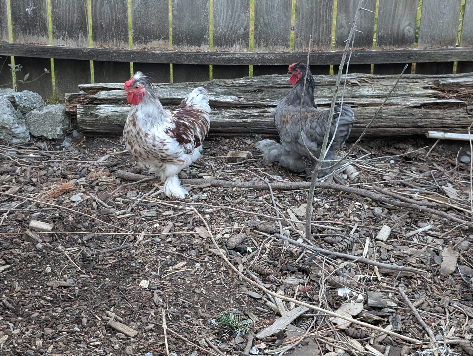 Free red and white mottled bantam rooster for a good home