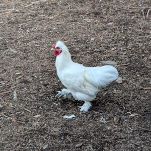 Free white crested bantam rooster for a good home