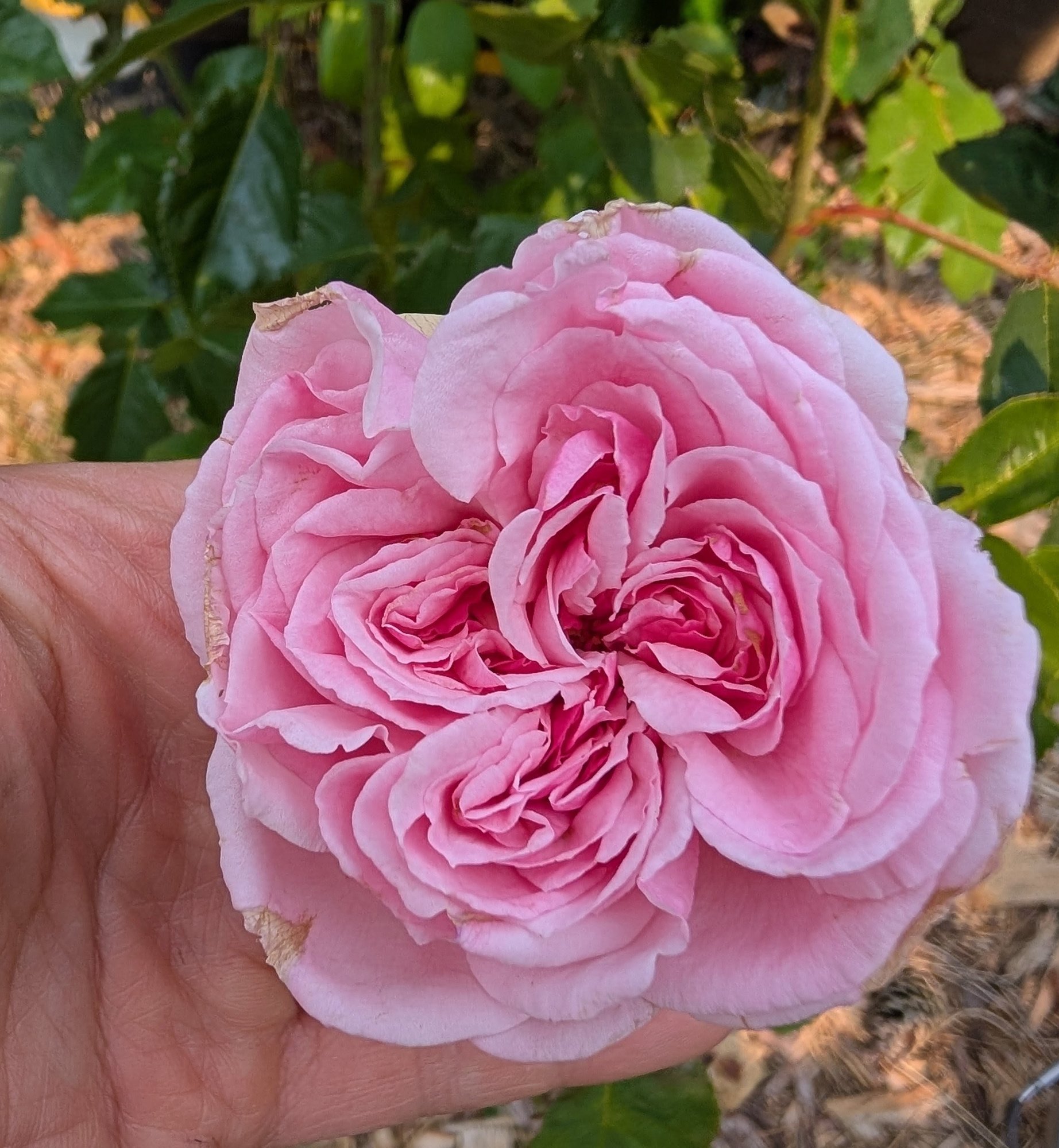 Summer Romance rose bloom, quartered pink petals held in a hand