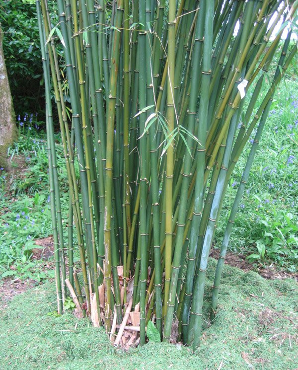 Borinda lushiensis