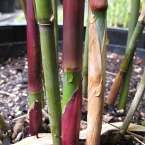Borinda lushiensis