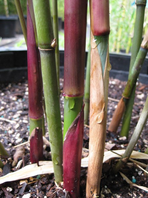 Borinda lushiensis