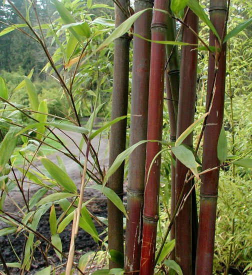 Semiarundinaria fastuosa
