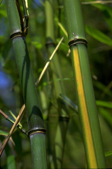 Phyllostachys aureosulcata
