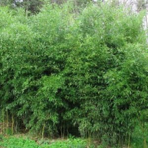 Phyllostachys aureosulcata