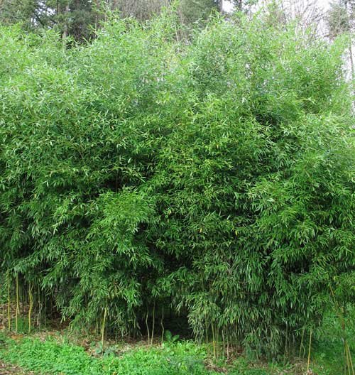 Phyllostachys aureosulcata