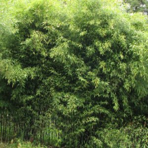 Phyllostachys nuda