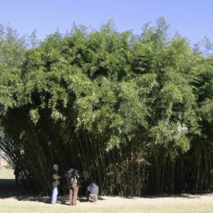 Phyllostachys bissetii