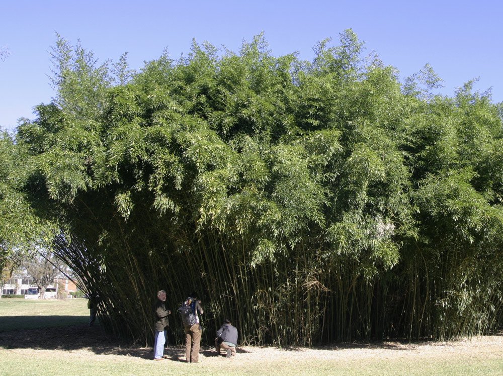 Phyllostachys bissetii