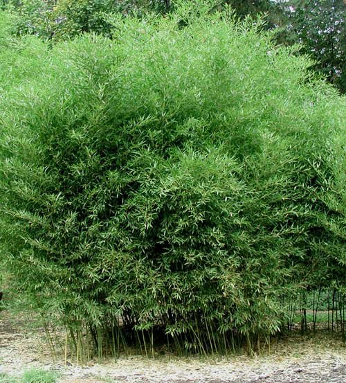 Phyllostachys bissetii