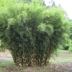Fargesia robusta 'Campbell'