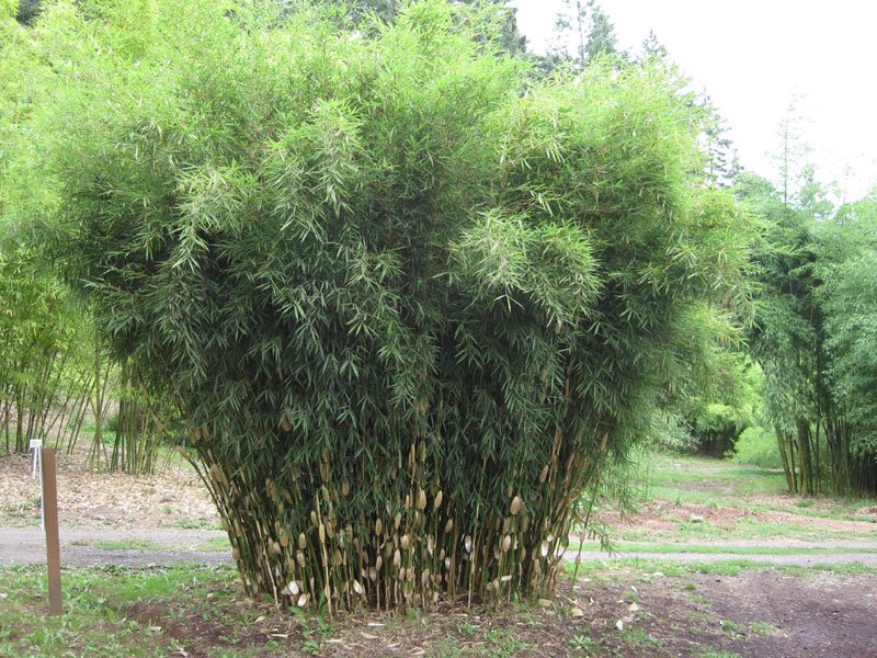 Fargesia robusta 'Campbell'