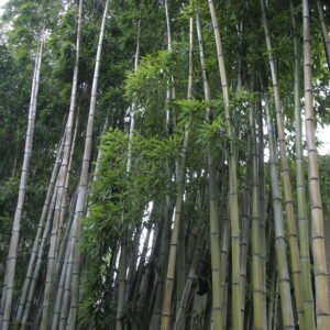 Phyllostachys vivax