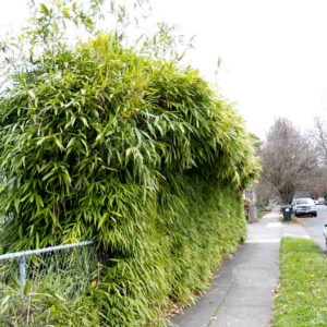Pseudosasa japonica