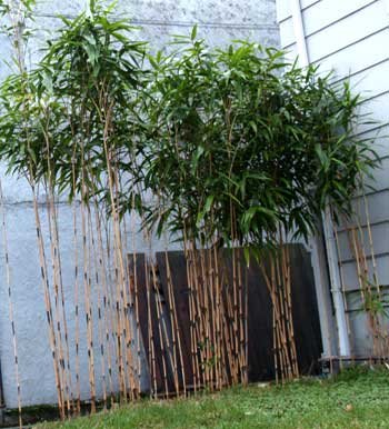 Pseudosasa japonica