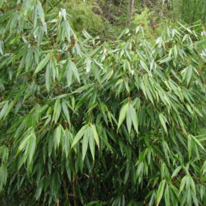 Fargesia robusta 'Wenchuan'