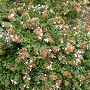 Abelia 'Sherwoodii'