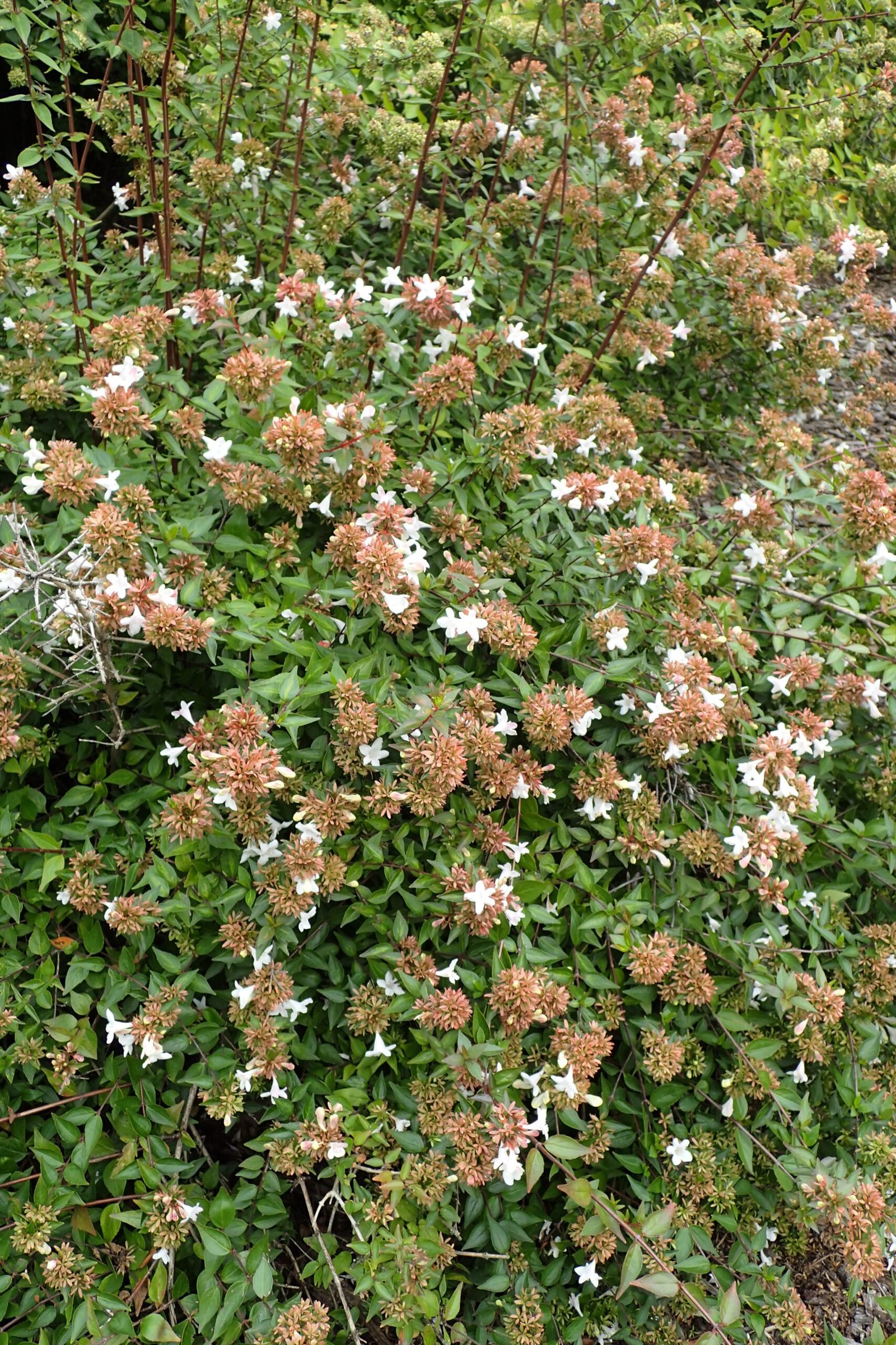 Abelia 'Sherwoodii'