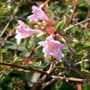 Abelia 'Edward Goucher'