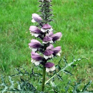 Acanthus mollis