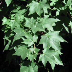 Acer 'Armstrong'